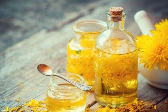 trà bồ công anh