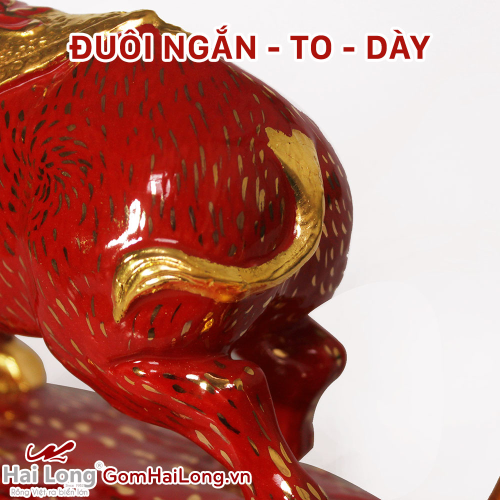 đuôi ngắn to dày